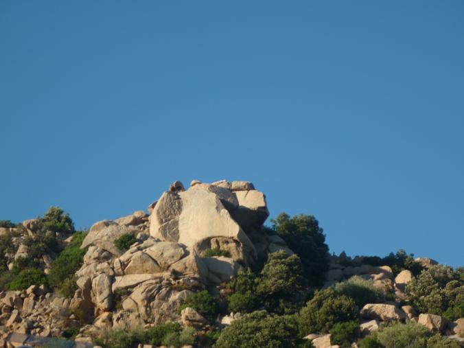 Rettili della Corsica